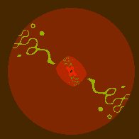 biomorfi